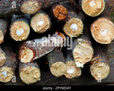 Moonbird, Moonspot, punte di buff (Phalera bucephala), insetti, Moths, Farfalle, animali, altri animali, Buff-tip adulto, riposante tra ramoscelli tagliati Foto Stock