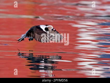 Anatra a coda lunga (Clangula hyemalis) maschio adulto, piumaggio invernale, in volo, decollo con riflessi dall'acqua, Norvegia settentrionale, paludi Foto Stock