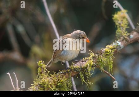 Picchio finch (Camarhynchus pallidus), Picchio finch, Songbirds, Animali, Uccelli, Buntings, Picchio Finch (Cactospiza pallida) Santa Cruz Foto Stock