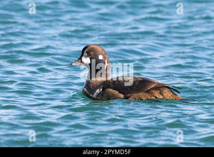 Anatra arlecchino (Histrionicus histrionicus) adulto maschio, piumaggio eclisse, nuoto, Hokkaido, Giappone, inverno Foto Stock