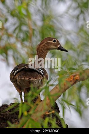 Mandarin Duck (Aix galericulata) femmina adulta, in piedi nell'albero, Pechino, Cina Foto Stock