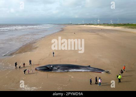 La carcassa di una balena da 55ft (17m) pinna (Balaenoptera physalus), si trova sulla spiaggia di Bridlington, nell'East Yorkshire, come gli appaltatori sperano di poter rimuovere il mammifero, lavato sulla popolare spiaggia turistica senza dover tagliare. La balena da 30 tonnellate è stata avvistata entrando in difficoltà in mare all'inizio di questa settimana e morì martedì. Data immagine: Giovedì 4 maggio 2023. Foto Stock