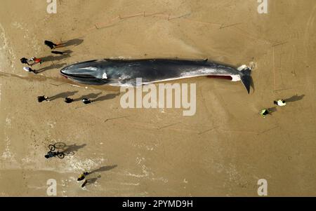 La carcassa di una balena da 55ft (17m) pinna (Balaenoptera physalus), si trova sulla spiaggia di Bridlington, nell'East Yorkshire, come gli appaltatori sperano di poter rimuovere il mammifero, lavato sulla popolare spiaggia turistica senza dover tagliare. La balena da 30 tonnellate è stata avvistata entrando in difficoltà in mare all'inizio di questa settimana e morì martedì. Data immagine: Giovedì 4 maggio 2023. Foto Stock