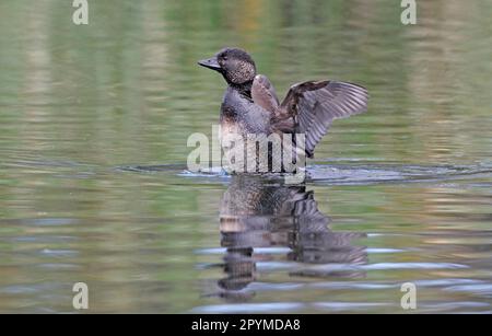 Anatra muschio (Biziura lobata), femmina adulta, che scuote l'acqua dalle ali, Australia Occidentale, Australia Foto Stock