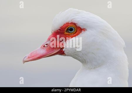 Anatra moscovica, anatra moscovica domestica (Cairina moschata forma domestica), anatra moscata, anatre moscata, pureed, animali domestici, bestiame, pollame, anatre, oca Foto Stock