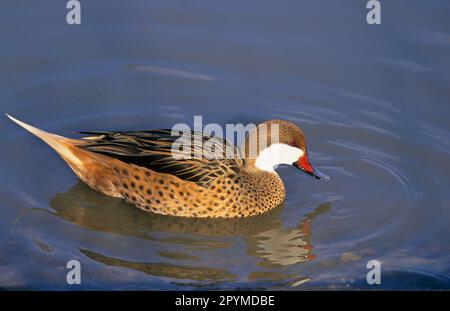 Pinta bianca (Anas bahamensis) drake nuoto Foto Stock