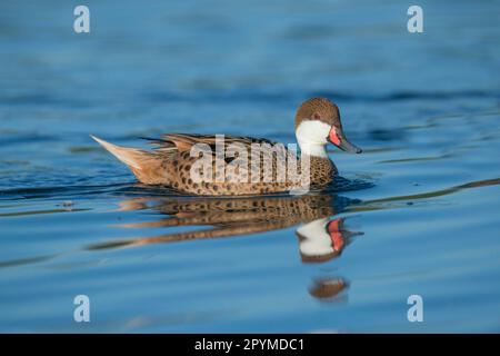 Pinaca bianca (Anas bahamensis) adulto, nuoto (in cattività) Foto Stock