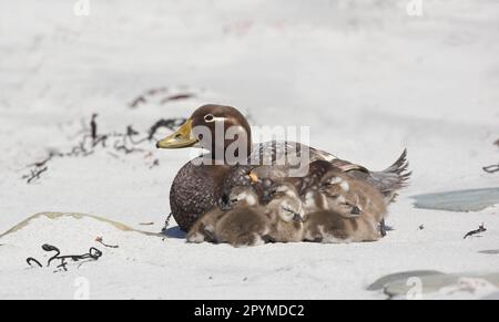 Anatre a vapore di Falkland (tachyeres brachypterus), endemiche, uccelli d'oca, semi oche, animali, Uccelli, Falkland Flightless Steamerduck femmina adulto Foto Stock