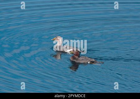 Anatra a vapore volante (Tachyeres patachonicus), anatra a vapore ad alette lunghe, Uccelli d'oca, semi-oche, animali, Birds, Flying Steamerduck coppia di adulti Foto Stock