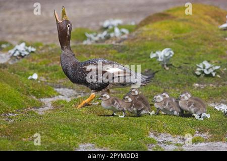 Anatre a vapore di Falkland (tachyeres brachypterus), endemiche, uccelli d'oca, semi oche, animali, Uccelli, Falkland Flightless Steamerduck femmina adulto Foto Stock