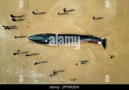 La carcassa di una balena da 55ft (17m) pinna (Balaenoptera physalus), si trova sulla spiaggia di Bridlington, nell'East Yorkshire, come gli appaltatori sperano di poter rimuovere il mammifero, lavato sulla popolare spiaggia turistica senza dover tagliare. La balena da 30 tonnellate è stata avvistata entrando in difficoltà in mare all'inizio di questa settimana e morì martedì. Data immagine: Giovedì 4 maggio 2023. Foto Stock