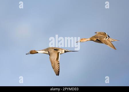 Northern pintail (Anas acuta), coppia di adulti, in volo, Gloucestershire, Inghilterra, inverno Foto Stock