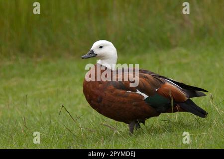 Paradiso shelduck (Tadorna variegata), Paradiso Casarka, Paradiso Geese, Orci d'oca, Mezza Geese, Animali, Uccelli, paradiso Shelduck femmina adulto Foto Stock