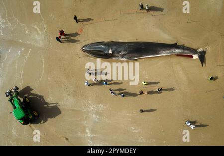 La carcassa di una balena da 55ft (17m) pinna (Balaenoptera physalus), si trova sulla spiaggia di Bridlington, nell'East Yorkshire, come gli appaltatori sperano di poter rimuovere il mammifero, lavato sulla popolare spiaggia turistica senza dover tagliare. La balena da 30 tonnellate è stata avvistata entrando in difficoltà in mare all'inizio di questa settimana e morì martedì. Data immagine: Giovedì 4 maggio 2023. Foto Stock