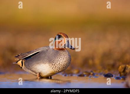 Comune Teal (Anas crecca) maschio adulto, in piedi nella laguna costiera poco profonda, Norfolk, Inghilterra, Regno Unito Foto Stock