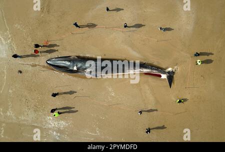 La carcassa di una balena da 55ft (17m) pinna (Balaenoptera physalus), si trova sulla spiaggia di Bridlington, nell'East Yorkshire, come gli appaltatori sperano di poter rimuovere il mammifero, lavato sulla popolare spiaggia turistica senza dover tagliare. La balena da 30 tonnellate è stata avvistata entrando in difficoltà in mare all'inizio di questa settimana e morì martedì. Data immagine: Giovedì 4 maggio 2023. Foto Stock