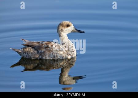Teal marmorizzato (Marmaronetta angustirostris) adulto, nuoto, Albufera Riserva, Maiorca, Isole Baleari, Spagna Foto Stock