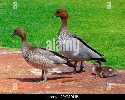 Oca manciata, anatre di legno australiane (Chenonetta jubata), uccello dell'oca, animali, Uccelli, anatra manciata coppia adulta con anatra, in piedi nel parco, Perth Foto Stock