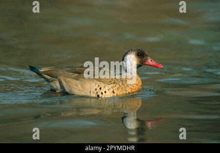 Amazonette brasiliensis, anatra amazzonica, anatre brasiliensis (Amazonetta brasiliensis), anatre, oche, animali, uccelli, Nuoto con il piccolo Drake di Teal brasiliano Foto Stock