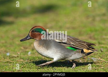 Teal eurasiatico (Anas crecca), maschio adulto, a piedi sul pascolo, Norfolk, Inghilterra, Regno Unito Foto Stock