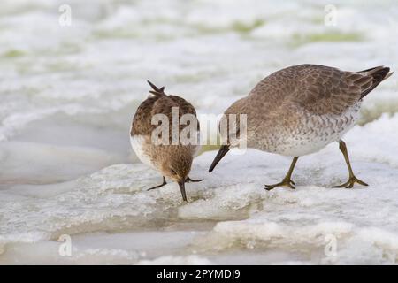 Dunlin (Calidris alpina) e Knot (Calidris canuta) due adulti, piumaggio invernale, nutrirsi di neve, Norfolk, Inghilterra, Regno Unito Foto Stock