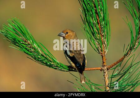 Hawfinch (Coccothraustes coccothraustes), songbirds, animali, uccelli, fince, Hawfinch giovane, arroccato in pino Foto Stock