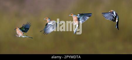 Chaffinch (Fringilla coelebs) maschio adulto, sequenza di volo, Dumfries e Galloway, Scozia, Regno Unito Foto Stock