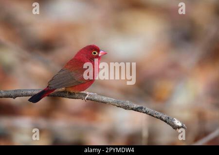 Lucciola rossa (Lagonosticta senegala), maschio adulto, seduta su un ramo, Gambia Foto Stock