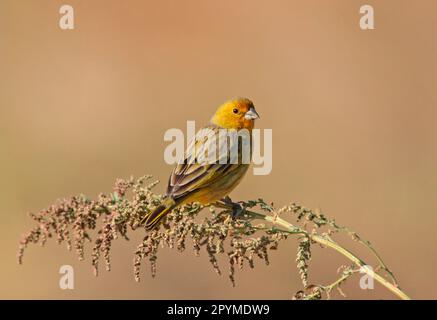 Finch allo zafferano (Sicalis flaveola) maschio adulto, seduto sul gambo, Vicente Lopez, Provincia di Buenos Aires, Argentina Foto Stock