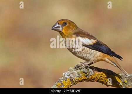 Hawfinch (Coccothraustes coccothraustes) giovanile, arroccato su ramoscello, Spagna settentrionale Foto Stock