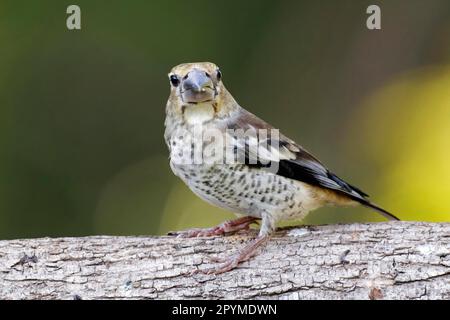 Hawfinch (Coccothraustes coccothraustes), songbirds, animali, uccelli, fince, Hawfinch giovane, arroccato sulla Bulgaria Foto Stock