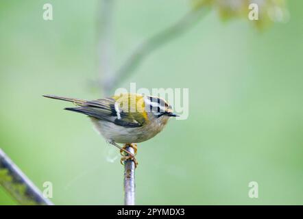 Frecrest (Regulus ignicapillus) adulto, arroccato su twig, Norfolk, Inghilterra, Regno Unito Foto Stock