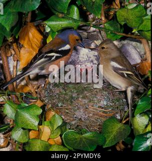 Chaffinch comune (Fringilla coelebs) primo piano, coppia in nido giovane esigente (S) Foto Stock