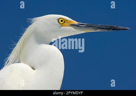 Gretta nevosa (Egretta thula) adulto, primo piano della testa, utricularia ocroleuca (U.) (U.) S. A Foto Stock