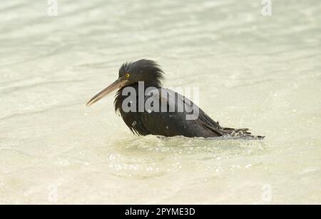 Airone della barriera corallina del pacifico orientale (Egretta sacra), forma scura, adulto, bagno in mare, Queensland, Australia Foto Stock