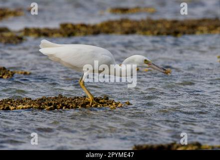 Eastern Reef Egret (Egretta sacra) adulto, fase bianca, con pesci sulla barriera corallina, Lady Elliot Island, Queensland, Australia Foto Stock