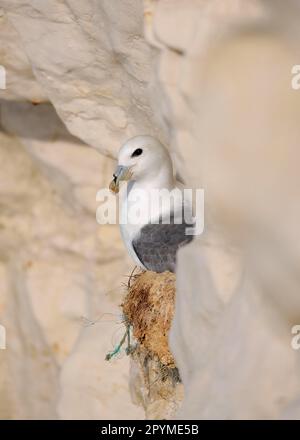 Fulmar Settentrionale (Fulmaris glacialis) adulto, seduto sulle uova nel nido sulla parete della scogliera, Seaford, Sussex Orientale, Inghilterra, Regno Unito Foto Stock