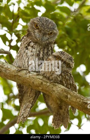 Frogmouth tawny (Podargus strigoides) adulto e giovanile, roost diurno, Queensland, Australia Foto Stock