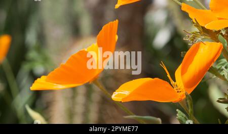 ornage california papavero fiore selvaggio primo piano macro Foto Stock