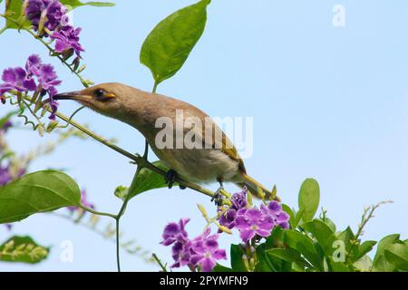 Brown Honeyeater, Kakadu National Park, Northern Territory, Australia Foto Stock