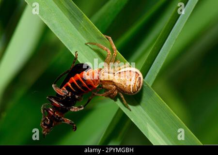 Ragno granchio della palude Foto Stock