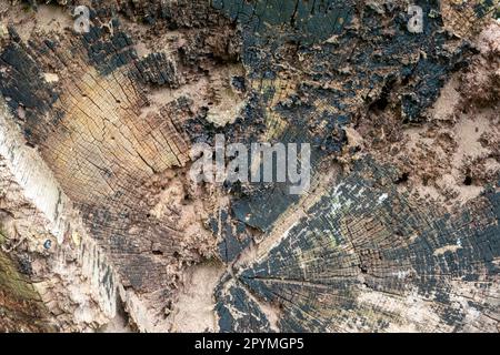 Primo piano dell'estremità tagliata di un ceppo di albero che mostra spaccature, crepe e consistenza Foto Stock