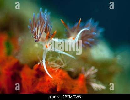 Lumaca di filo vagante (Cratena peregrina), lumaca di filo Foto Stock