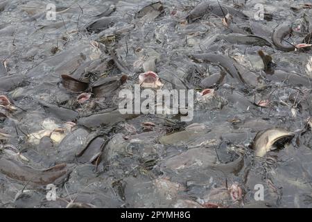 Pesce gatto d'allevamento mangiare cibo, il pesce gatto è un pesce popolare in Thailandia per il consumo. Foto Stock