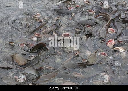 Pesce gatto d'allevamento mangiare cibo, il pesce gatto è un pesce popolare in Thailandia per il consumo. Foto Stock