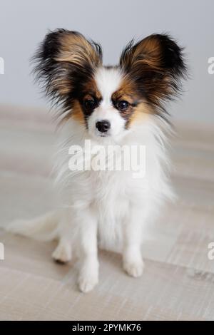 Cucciolo di papillon tricolore seduto su pavimento in legno a casa Foto Stock