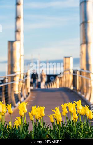 Tulipani gialli e ponte a Marina, Porto di Torquay, Torbay, Devon, Inghilterra, Europa Foto Stock