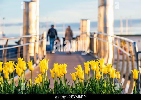 Tulipani gialli e ponte a Marina, Porto di Torquay, Torbay, Devon, Inghilterra, Europa Foto Stock