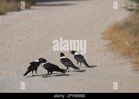 Stormo di corvi torbidi che si appollaiano su una strada ghiaiosa in Namibia Foto Stock