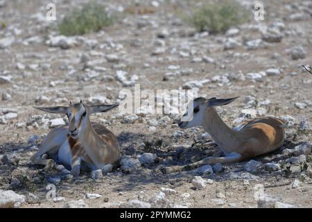 giovani trampolli riposati nel selvaggio parco nazionale di etosha Foto Stock